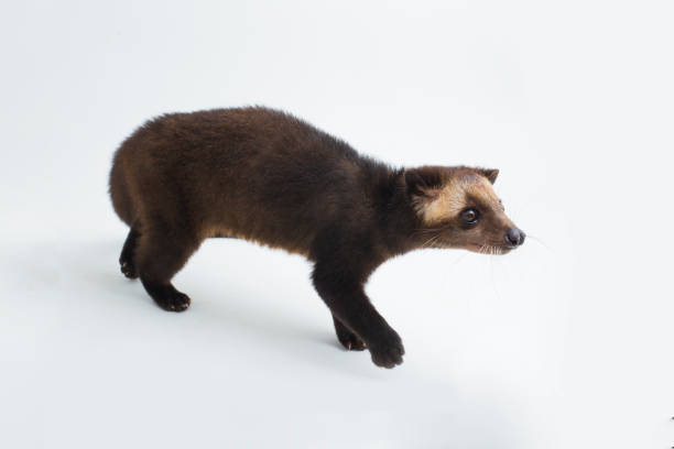 istock Sumatran Masked Palm Civet Paguma larvata leucomystax  on white background 1398398478