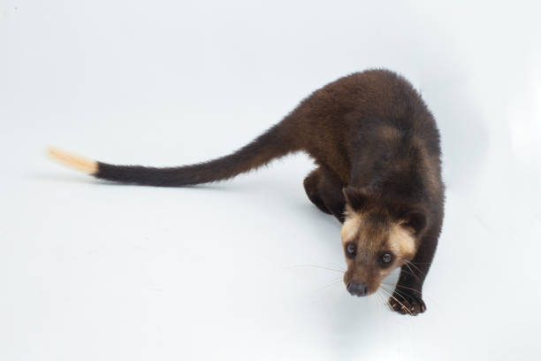 istock Sumatran Masked Palm Civet Paguma larvata leucomystax  on white background 1398398484