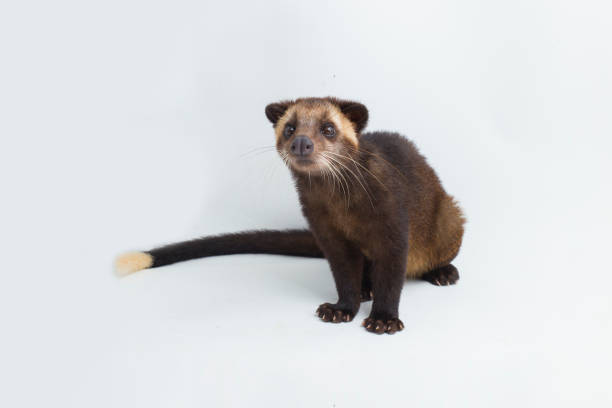 istock Sumatran Masked Palm Civet Paguma larvata leucomystax  on white background 1398398485