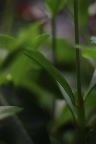 グリーン植物の背景 - green tika ストックフォトと画像