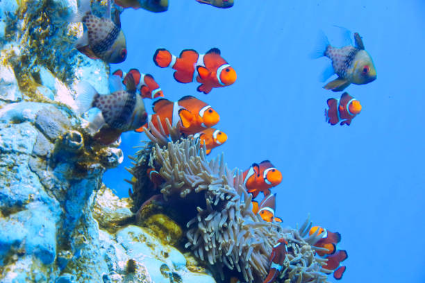 Anemonefish/Clownfish Anemonefish is a general term for saltwater fish belonging to the subfamily Anemonefish of the family Pomacentridae. Anemonefish became famous in the movie.There are 30 species in 2 genera.The body length grows up to about 10 to 15 cm.Anemonefish coexist with sea anemones.It is omnivorous and mainly eats crustaceans and algae.Anemonefish have no gender when they are born.Anemonefish are transsexual creatures that can be both male and female.The largest individual is the female. The second largest individual transsexuals to a male. Breeding as a couple.If the female disappears, the individual that was a male becomes a female. The third largest individual is the male. tropical fish closeup stock pictures, royalty-free photos & images