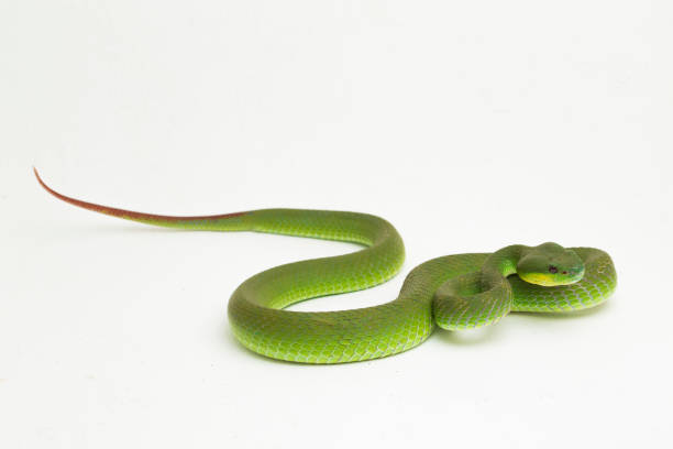 istock Trimeresurus insularis White-lipped Island Pit Viper on white background 1398399781