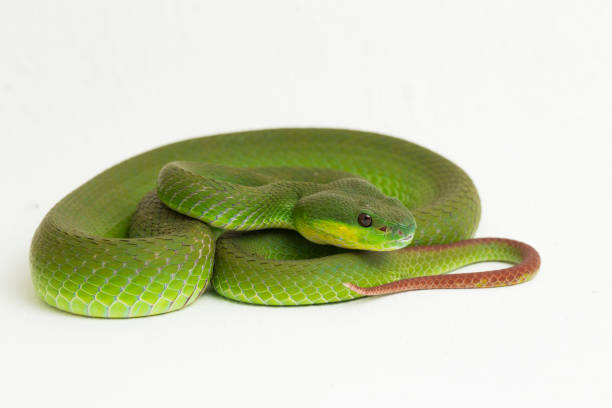 istock Trimeresurus insularis White-lipped Island Pit Viper on white background 1398399782