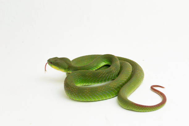 istock Trimeresurus insularis White-lipped Island Pit Viper on white background 1398399783