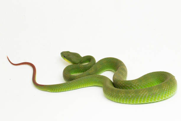 trimeresurus insularis víbora isleña de labios blancos sobre fondo blanco - waglers temple viper fotografías e imágenes de stock