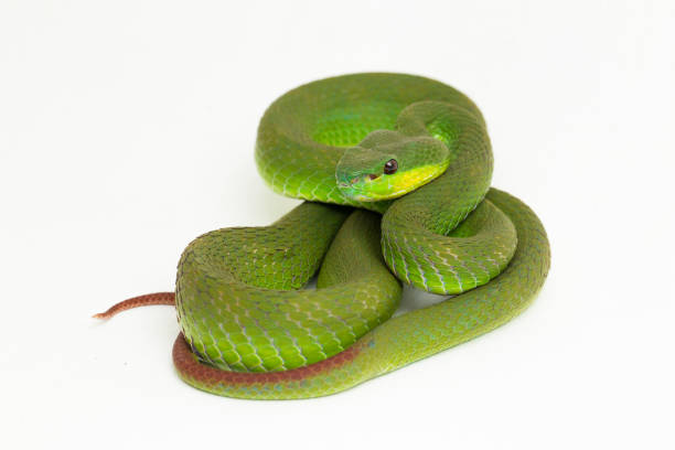 istock Trimeresurus insularis White-lipped Island Pit Viper on white background 1398399788