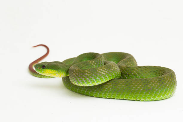 istock Trimeresurus insularis White-lipped Island Pit Viper on white background 1398399791