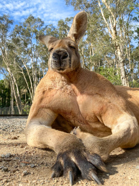 Male big red kangaroo laying down and looking at the camera.  Big chest and arms in full view while flexing. Laying in the dirt. blue sky and green trees in the background. Gold Coast Queensland Australia Big red kangaroo looking at the camera while flexing. eastern gray kangaroo stock pictures, royalty-free photos & images