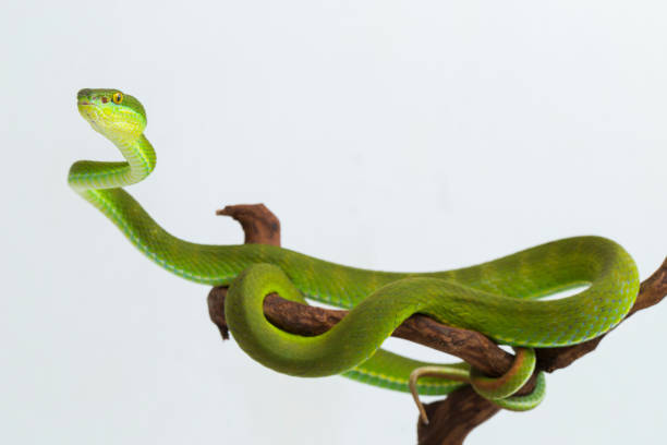 serpiente víbora verde de labios blancos trimeresurus albolabris sobre fondo blanco - waglers temple viper fotografías e imágenes de stock