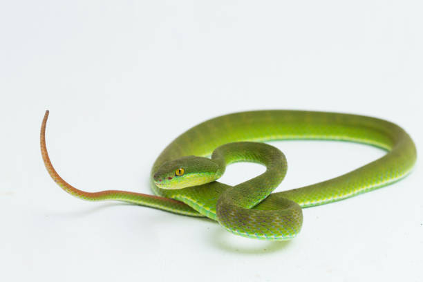 istock White-lipped Green Pit Viper snake trimeresurus albolabris on white background 1398400680