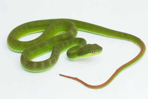 istock White-lipped Green Pit Viper snake trimeresurus albolabris on white background 1398400681