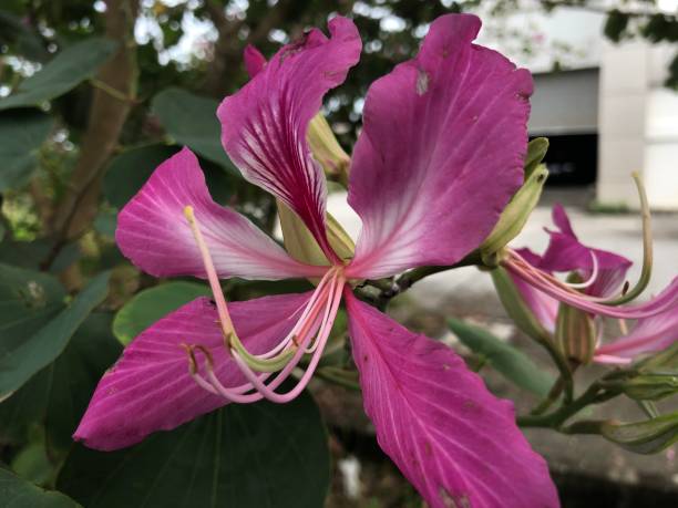istock a pink flower and a green leaf 1398401444