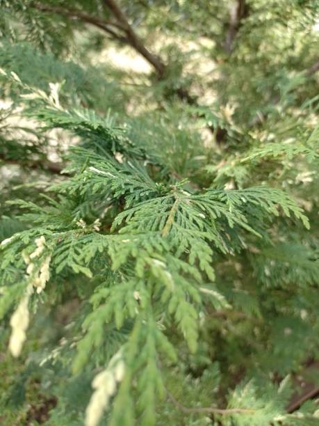istock cypress laylandi tree two colors 1398401647