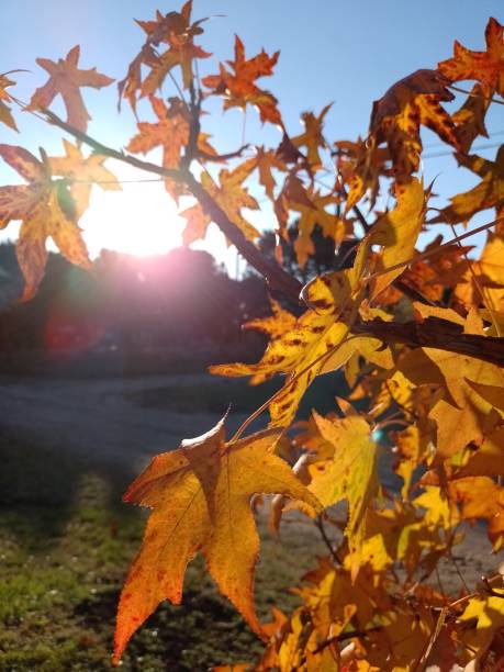 istock liquidambar golden tree dried leaves in autumn 1398401662