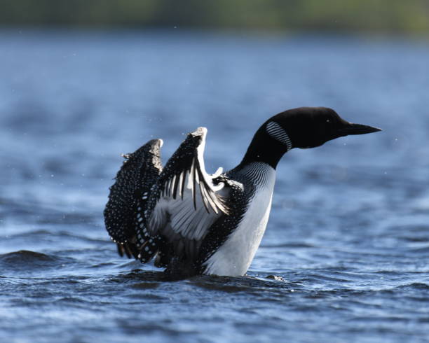 istock Male loon on lake 1398402396