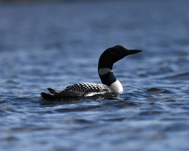 istock Male loon on lake 1398402478