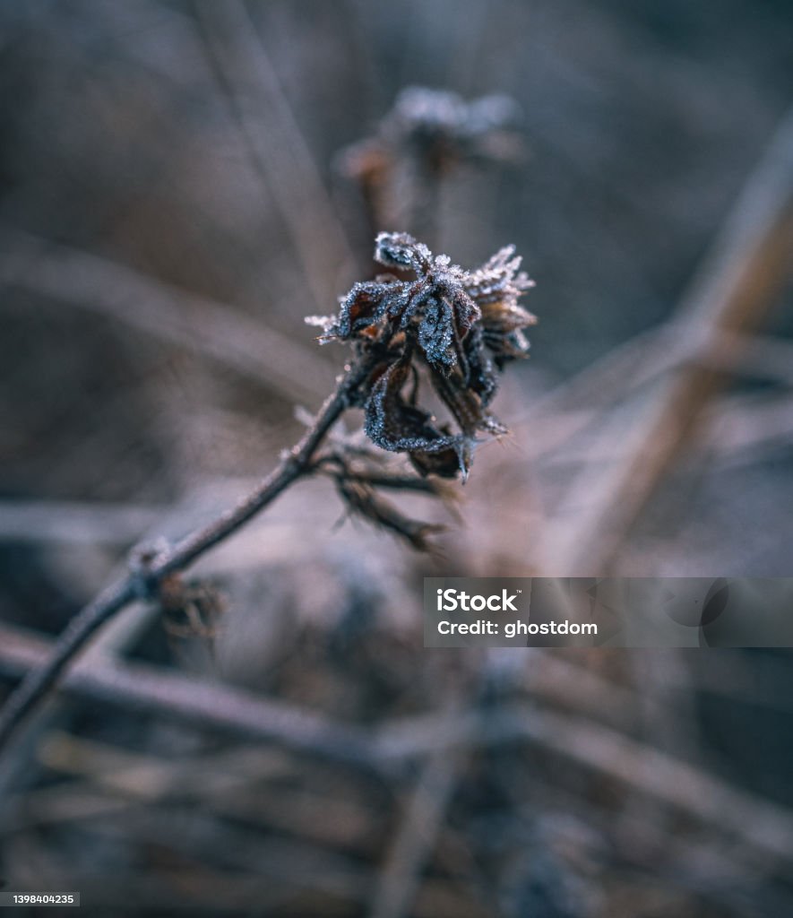 Frosen nature Just a photo of a phrosen plants, ice drops Branch - Plant Part Stock Photo