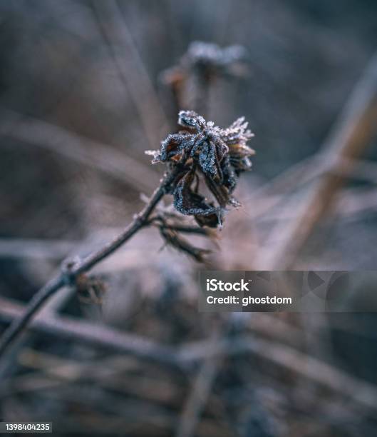 Frosen Nature Stock Photo - Download Image Now - Branch - Plant Part, Cold Temperature, Color Image