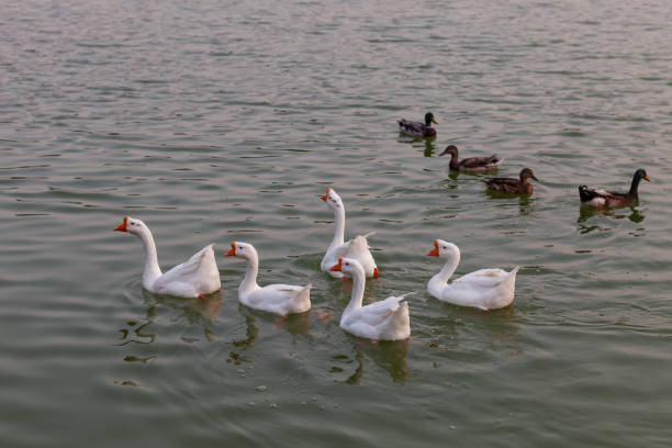 Various waterfowl in a park pond. duck and geese