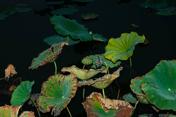 Withered lotus leaves floating on the water