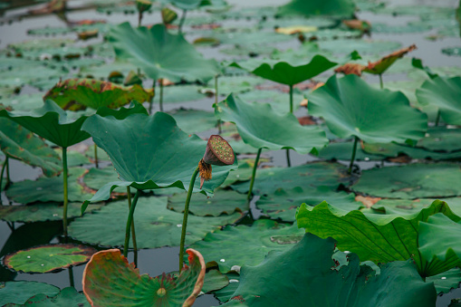Withered lotus leaves floating on the water