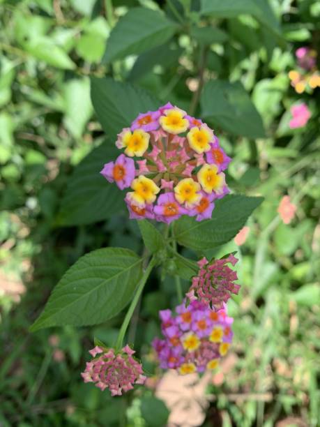 istock Beautiful colorful flowers 1398406092