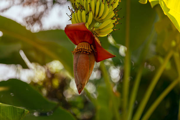 A Banana flower cut out defocused blurred background. Beauty in nature concept.