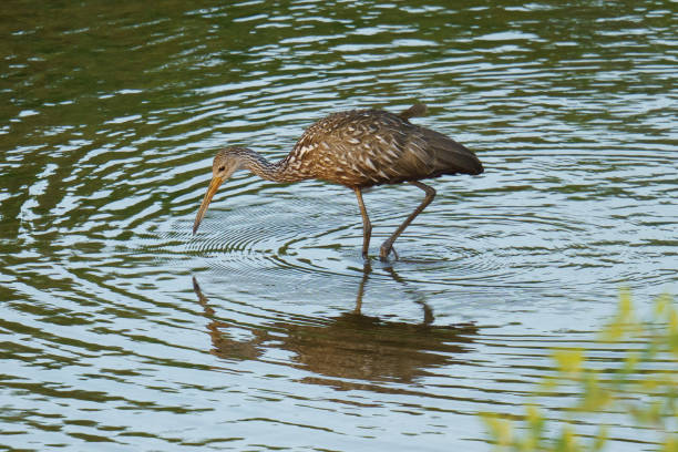 istock Limpkin in Denton County 1398410786