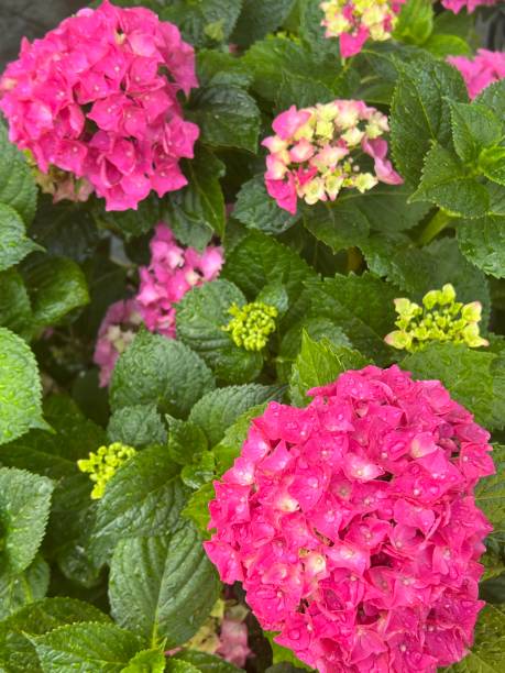 istock Magenta Pink Hydrangea Blossoms with Raindrops 1398412561