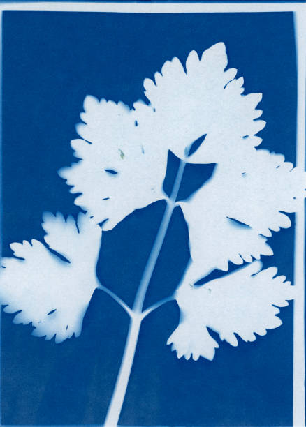 istock cyanotype print of celery, Apium graveolens 1398412627