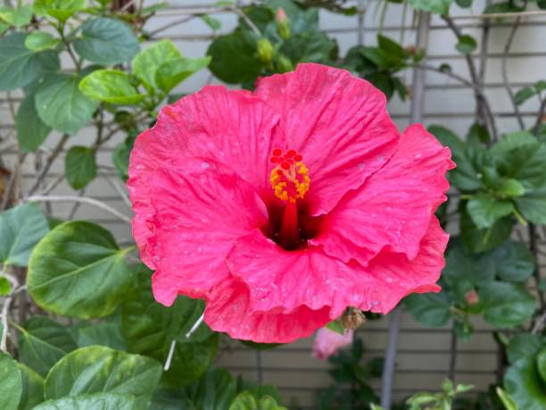 istock Selected focus for Hibiscus Flower 1398417439