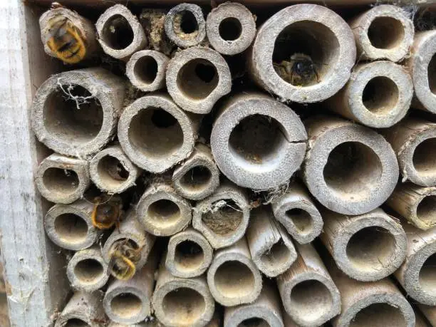 Beehotel in action in May