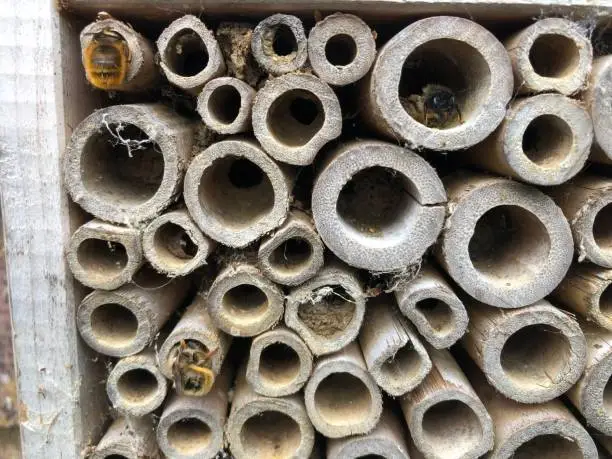 Beehotel in action in May