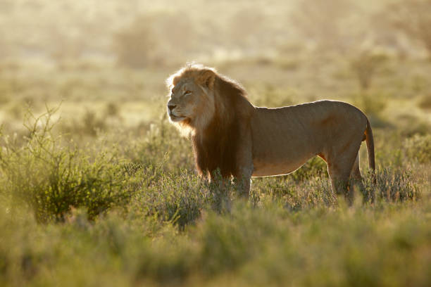 big male african lion (panthera leo) at sunrise, kalahari desert, south africa - lion africa safari south africa imagens e fotografias de stock