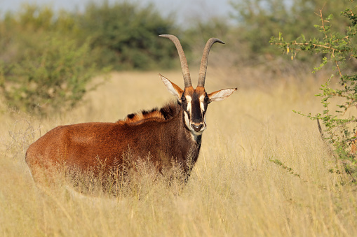 A sable antelope (Hippotragus niger) in natural habitat, South Africa