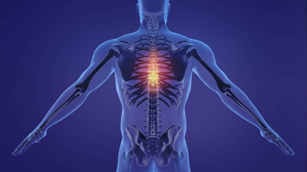 animation of a painful human spine - color image animal skeleton behavior the human body imagens e fotografias de stock