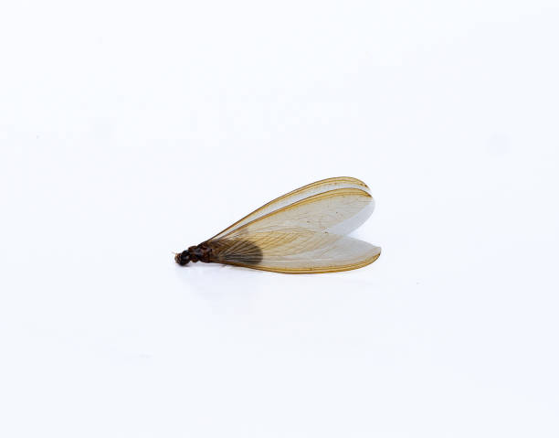 istock Wings of moths. 1398421710