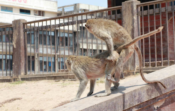 istock Two monkeys breeding,At Phra Prang Sam Yot, Lopburi, Thailand. 1398422661