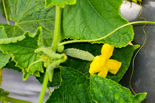 Cucumber plant with a flower close-up. Macro of young cucumbers Growing, flowering cucumber.