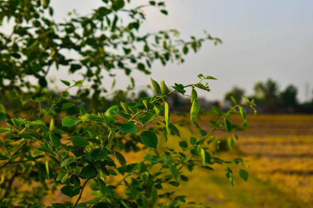 istock Close up to plants for a fresh perspective 1398424240