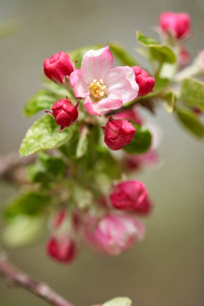 Closeup of pink red apple flowers in blooming season