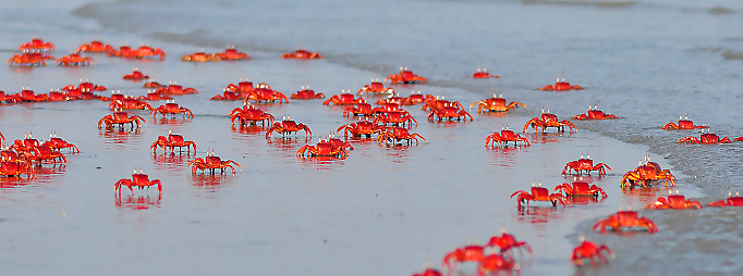 Red crabs are very common on the seashore of the Bay of Bengal, these little crabs from a distance look attractive, and give a feeling that the whole beach is covered with red flowers, this photograph was captured on the sea beach of the Bay of Bengal at  Mandarmoni, West Bengal India.