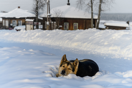 Tired cute dog, resting on top of a deep snowdrift, discreetly watching the photographer. A yellow-brown dog sleeps in the snow on a winter street with Russian-style wooden houses. Russia, Ural