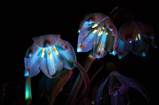snowdrop flowers in ultraviolet light