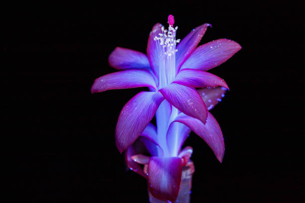 istock Bright pink flower in ultraviolet light 1398426871