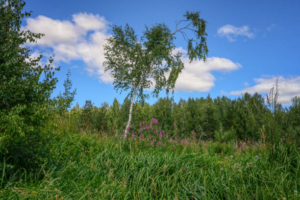 Summer forest landscape with a lonely thin birch in the wind framed by lush grass on a hillock, purple flowers, a forest in the distance and a blue sky with white clouds. Bottom view. Russia, Ural