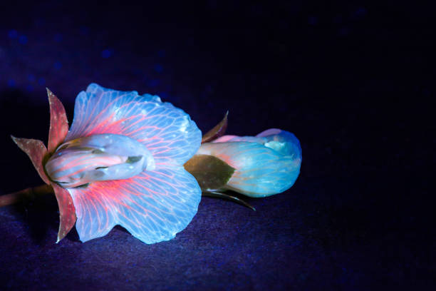istock Bright flowers and legumes in ultraviolet light 1398426878