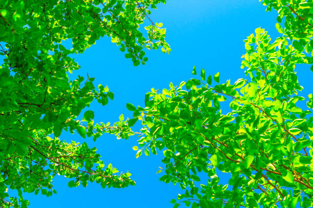 istock Up view on tree and clouds on blue sky.Fresh Green Beautiful Trees In Park And Blue Sky Background. 1398426887
