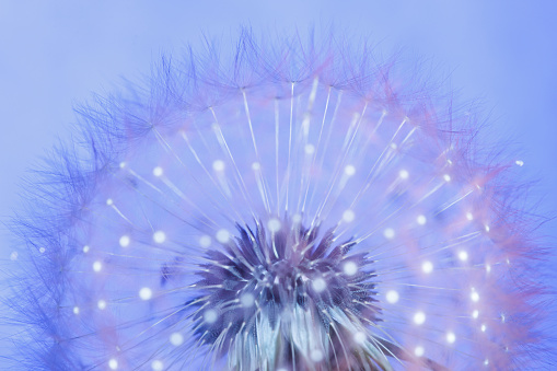 Fluffy dandelion in under ultraviolet light, background