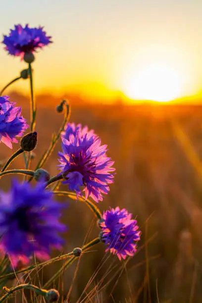 Photo of Purple flowers in the foreground and a golden heat field at sunset.Golden sunset over wheat field